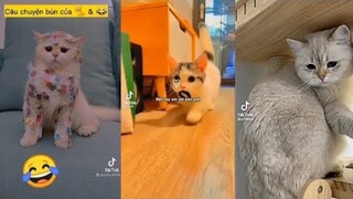 tổng hợp những video chó mèo cute dễ thương tấu hài nhất tiktok