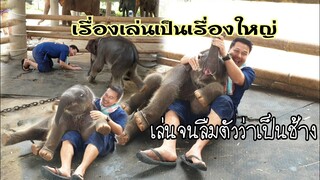 ขี้เล่นขี้อ้อนเล่นจนลืมตัวว่าเป็นช้าง