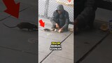 Pria jalanan ini melatih tikus peliharaannya‼️
