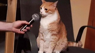 When These Cats Can Speak English Better Than Hooman 😸 Funny Cats 2024