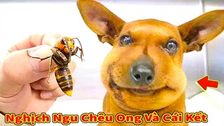 Thú Cưng TV | Thú Cưng Lầy Lội Vui Nhộn #19 | Chó mèo thông minh vui nhộn | Pets cute smart dog cat