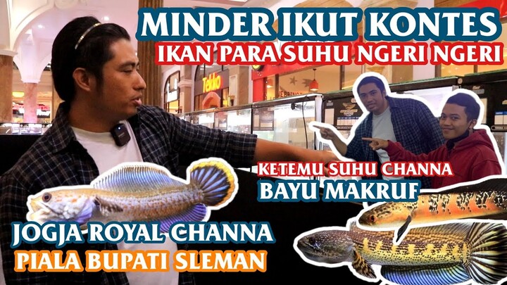 KONTES CHANNA DI JOGJA-GUDANGNYA CHANNA MEWAH-jd minder