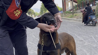 The police dog at the nursing post actually coveted the grilled sausages in the hands of the childre