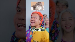 แข่งทาย พันธ์แมว เริ่ม!!