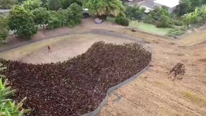 Melepaskan 10 ribu bebek ke ladang untuk membasmi serangga