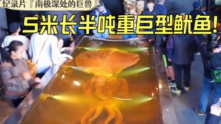 5米长半吨重的巨型鱿鱼！带你探秘南极深处的巨兽！