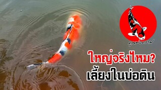 ปลาคาร์ฟบ่อดินใหญ่จริงไหม? อัพเดท April 2021 l คุณพ่อคราฟ