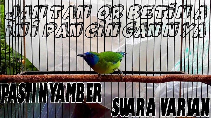 Pasti Langsung Nyamber Pancingan Kinoi Gacor Suara Bervarian...!!!