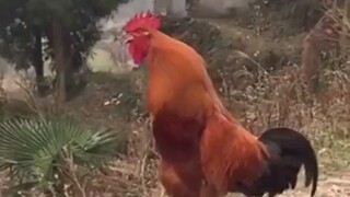 Ayam berkokok dari berbagai negara