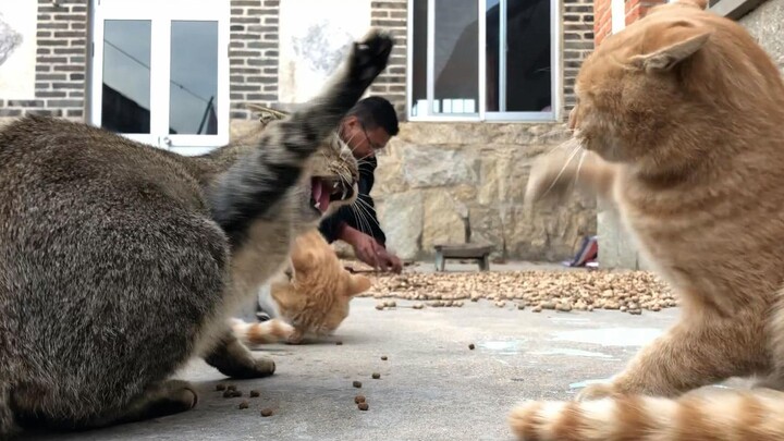 Jangan Terlalu Sering Menggertak Kucing, Kesabaranku Terbatas!