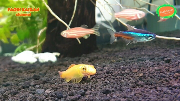 Ikan Hias Kesukaan Faqih