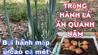 Trồng hành lá ăn quanh năm bụi hành dài cả mét/làm vườn trồng rau/cuộc sống pháp/