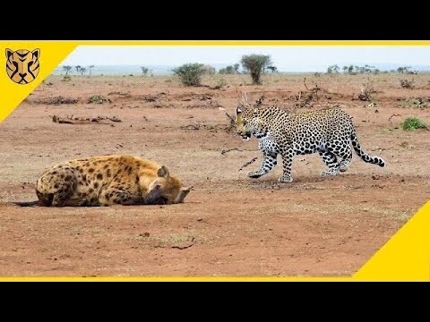 Sensasi Kejar Mengejar! Macan Tutul VS Hyena, Siapa yang Bakal Menang?