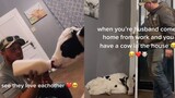 [Animal] When Your Husband Comes Home And Sees A Cow In The House