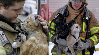 15 Times Humans Rescued Animals And Got Thanked In The Cutest Way - Save Animals