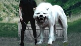 20 Most Dangerous Dog Breeds In The World (2023)
