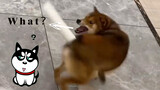 【Animal Circle】How will dogs react to fake tail? Super funny.