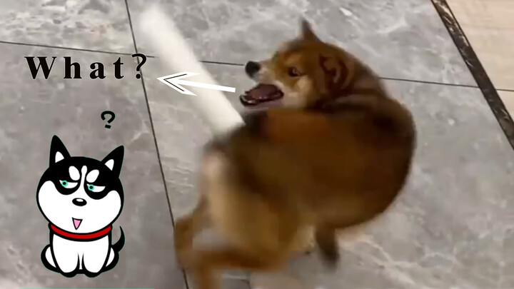 [Satwa] [Dog Person] Reaksi anjing saat dipasang "ekor palsu" sungguh seru
