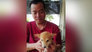 khi em nói Boss em nó Thích Ngồi mà các bác không tin em ... xem hết clip nhé các tình yêu của em ❤❤❤❤pet pets cún cúncon chó chó_cưng thúcưng