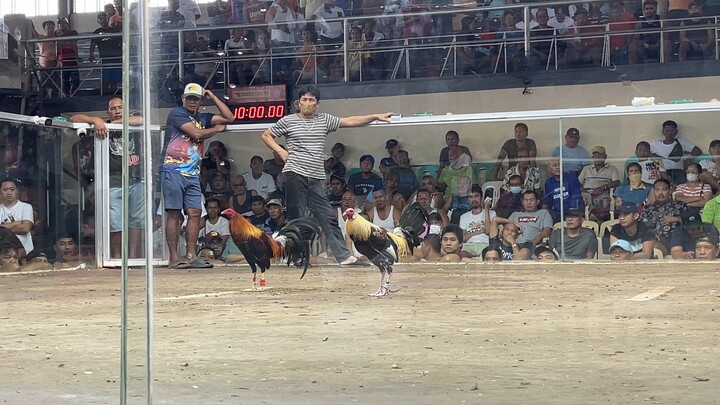 Sabong matina 2nd fight talisay