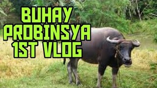 BUHAY PROBINSYA?! | PRESKONG HANGIN | SUGA KALABAW | PITAS PRUTAS | 1ST VLOG