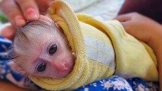 Most Happiness Moment!! Tiny adorable Luca feels so warmth when Mom gently takes care of him