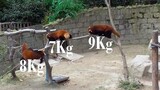 Three naughty Red Pandas
