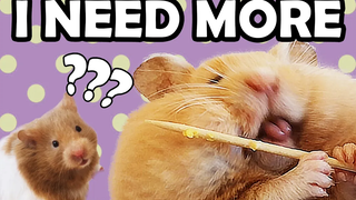 HAMSTER SKEWER CHALLENGE - กระเป๋าใส่แก้มหนูแฮมสเตอร์พร้อมเสียบผัก