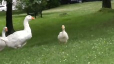 Animals Reunited With Their Owners After Years!