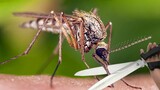 What if you cut off the mosquito's blood-sucking organ?