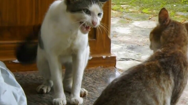 Ketika hanya ada dua kucing tersisa di dunia, mereka akan...