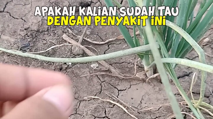 Cara Mengatasi Hama Grandong