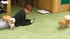 JPOP JO1 SHO WITH DOGS