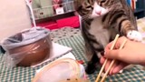 Mèo: Hãy tử tế với bản thân và đừng ăn nữa 💩 chết tiệt