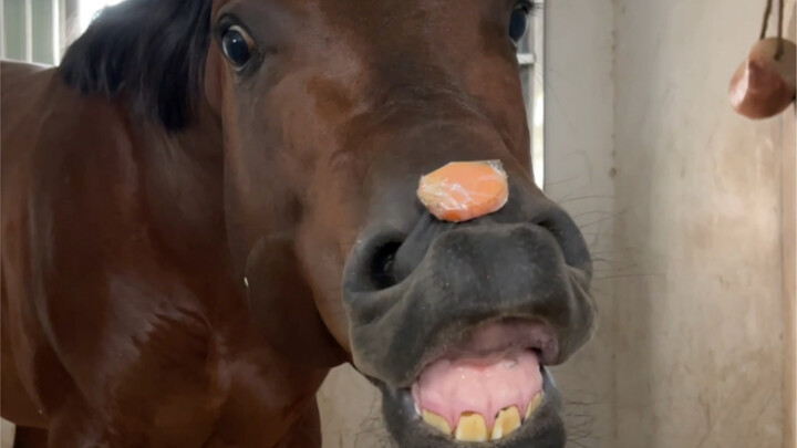 Put the carrot in the horse's mouth