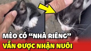 Câu chuyện về bé mèo con có NHÀ RIÊNG nhưng vẫn được nhận nuôi ❤ | Yêu Lu