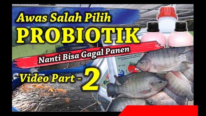 Tak Paham Probiotik Dalam Bioflok | Gagal Panen dan Ikan Mati Banyak | Video ke 2 (selesai)