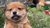Perubahan apa yang akan terjadi jika Anda memelihara Anjing Taman Cina sebagai anjing peliharaan?