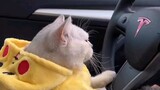 Cat driving funny moments
