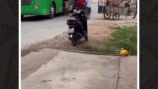 KERBAU ELIT auto SEKARAT pas sampai di tujuan