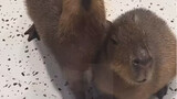 Capybara collapse scene