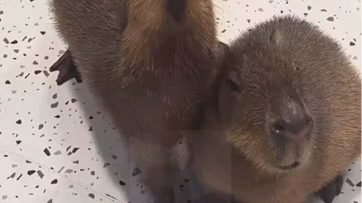 Hiện trường vụ sập Capybara