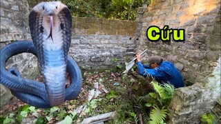 Thanh Niên Suýt M.ất M.ạng Khi Vô Tình Dẫm Vào Rắn Hổ Mang Chúa Trong Nhà Hoang| King Cobra