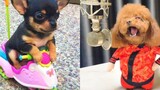 Baby Dogs - การรวบรวมวิดีโอสุนัขน่ารักและตลก 9 Aww สัตว์