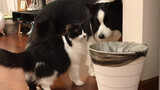 [Pecinta Anjing] Anjingku mengawasi kucingku obrak-abrik tong sampah