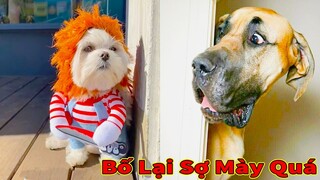 Thú Cưng TV | Thú Cưng Lầy Lội Vui Nhộn #9 | Chó mèo thông minh vui nhộn | Pets cute smart dog cat