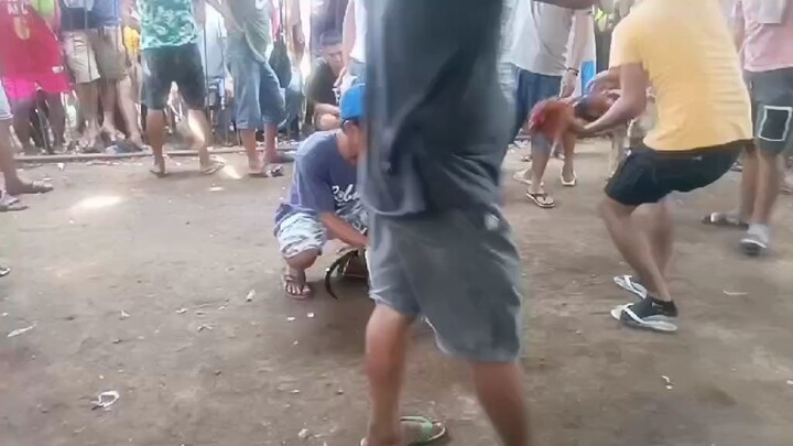 bulik vs Choco
