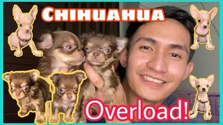 CHIHUAHUA PUPPIES OVERLOAD | SUPER MARCOS VLOGS