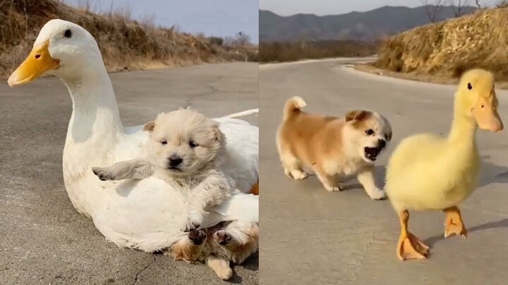 Cute And Funny Baby Animals Compilation | Cute Puppies And Kittens Playing Together | New Funny Pets - Bilibili Cute And Funny Baby Animals Compilation | Cute Puppies And Kittens Playing Together | New Funny Pets - Bilibili