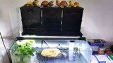 How to make a filter system for a turtle tank